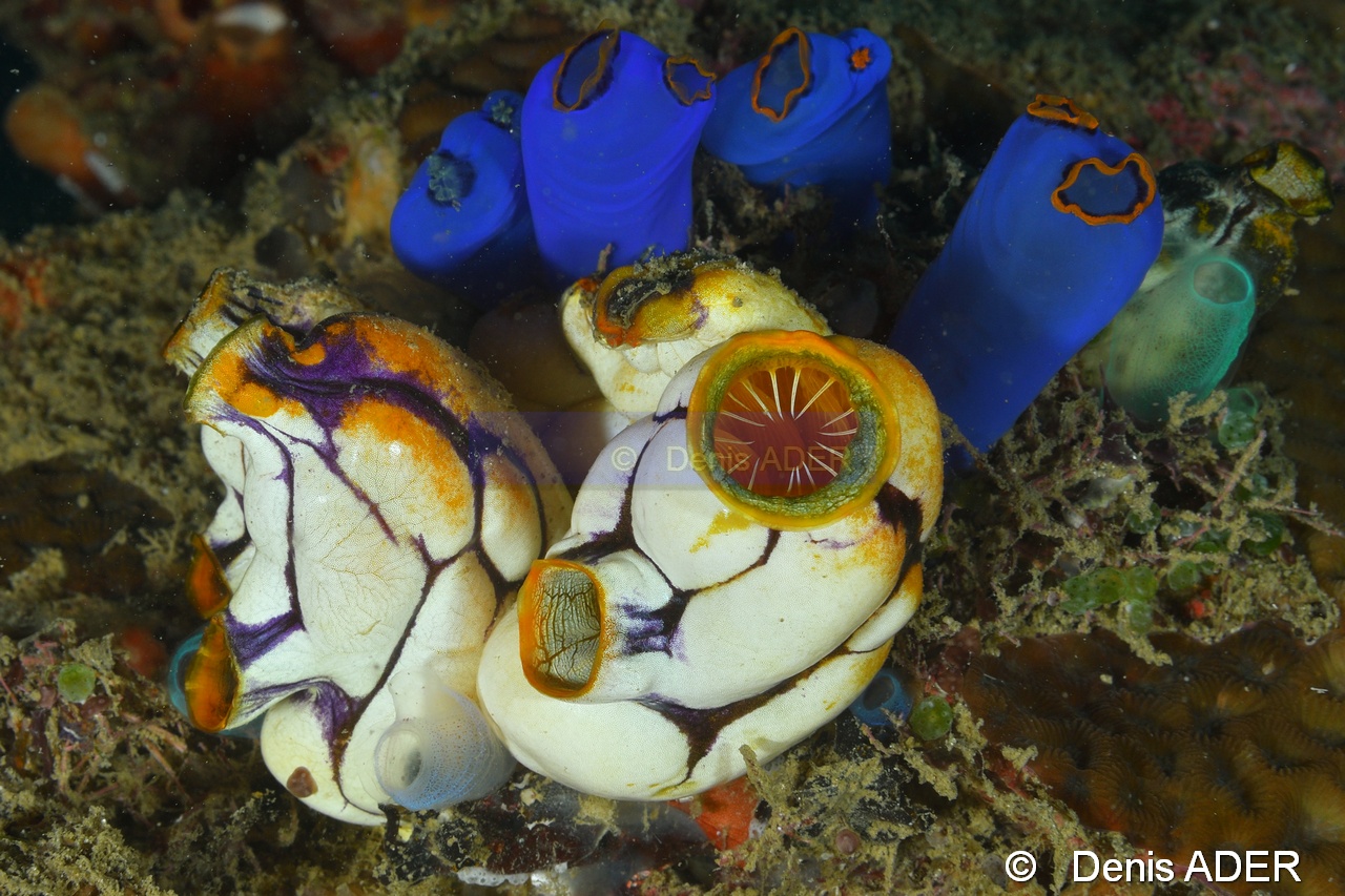 Clavelina coerulea Polycarpa aurata-Wakatobi Pasar wajo Beach-18m-20180602-Denis-ADER-DSC_3204_tn.jpg